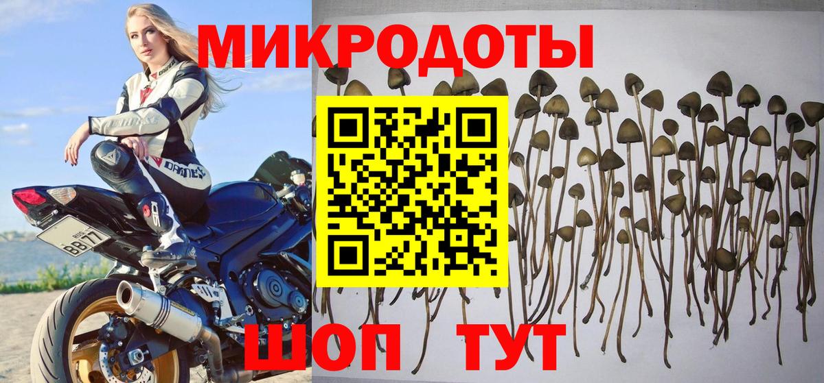 Псилоцибиновые грибы Cubensis  Усть-Кут  Галлюциногенные грибы Psilocybe 